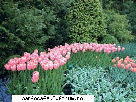01.05.2006 aprilie: lalelele iubesc multe flori, dar parcă lalelele loc aparte inima mea.