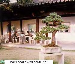 bonsai, forma arta bonsaiul este forma arta, provenita din orient, care urmareste recrearea naturii