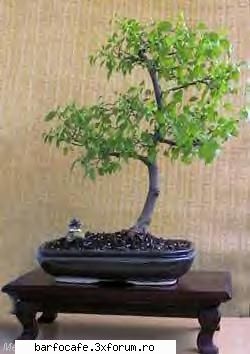 bonsai, forma arta atelier srl, tm.,