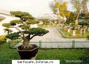 bonsai, forma arta atelier srl, tm.,