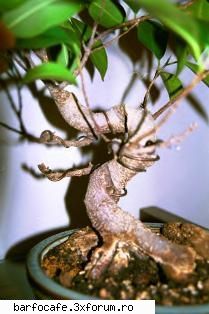 bonsai, forma arta atelier srl, tm.,