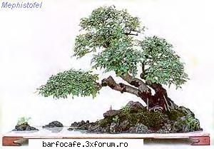 bonsai, forma arta atelier srl, tm.,