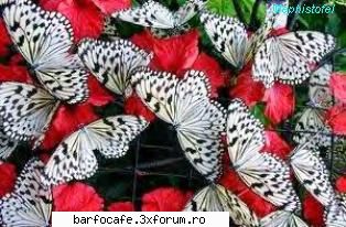 umbra vantului carlos ruiz zafon nimic compara fiorul unei carti noi, care s-a scris s-a vorbit