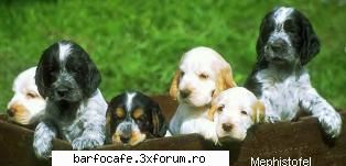 ghid canin inainte cumpara caine trebuie informam privire nevoile acestuia felul care s-ar integra