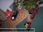 nu ca ar dormi altfel acum - Animalele  noastre